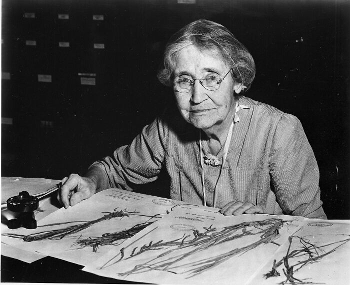 Elderly woman scientist wearing glasses examining botanical drawings in a Smithsonian portrait black and white photo.