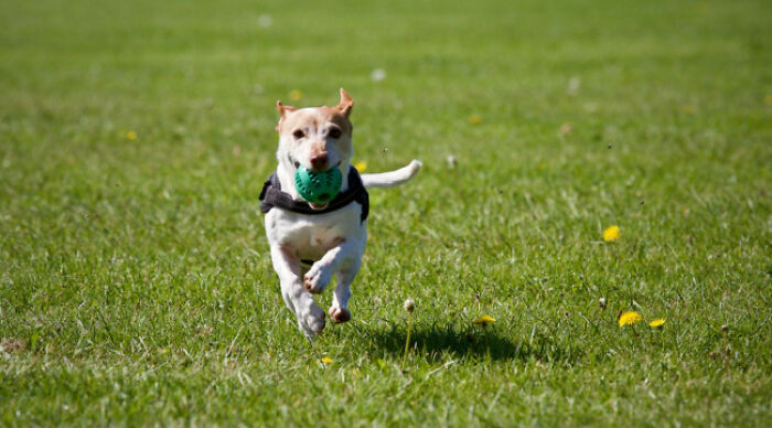Small dog running on green grass field, holding a ball in its mouth, illustrating playful moral dilemma concept.