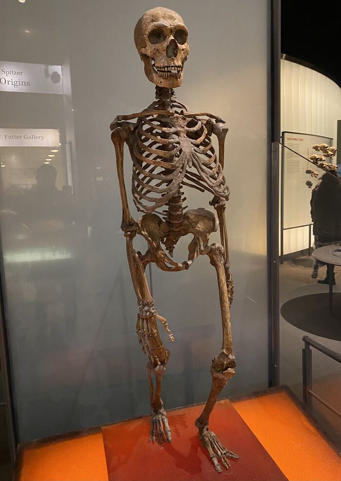 Ancient skeletal remains displayed in museum exhibit, highlighting some of the world’s greatest unsolved mysteries.