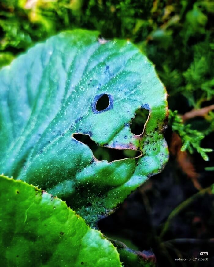 Close-up of a leaf with holes resembling a face, showcasing random objects that look like faces in nature.