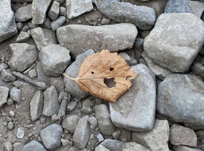 A dried leaf on rocks with holes resembling a face, a random object posted in a face-looking Facebook group.