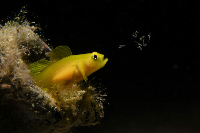 Yellow fish emerging from coral with small transparent sea creatures in dark ocean, ocean photographer award winning image.