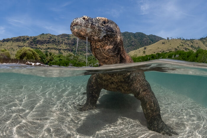 Komodo dragon partially submerged in clear water with a scenic mountain background, ocean photographer of the year contest.