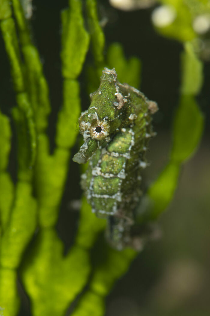 Green seahorse camouflaged among vibrant seaweed in a close-up ocean photographer award winning image.