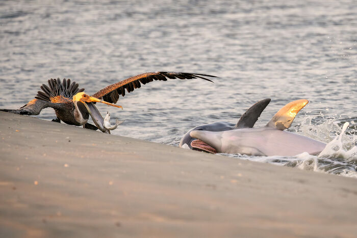 Pelican catching fish near shore while a dolphin surfaces in the ocean, capturing stunning ocean photographer of the year moment.