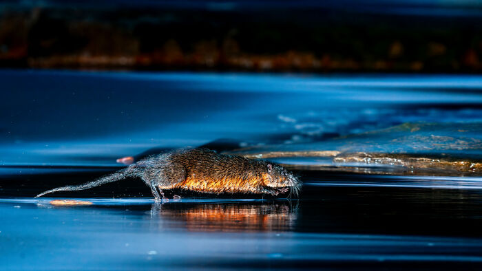 Nutria rodent walking on icy water, showcasing wildlife in stunning images from the 2025 Ocean Photographer of the Year awards.