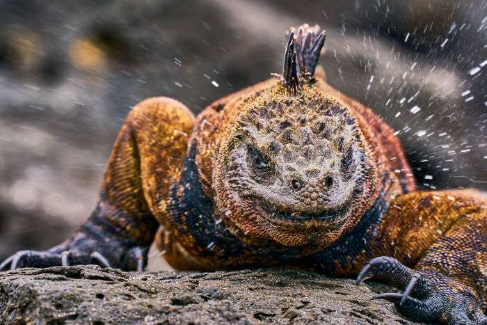 Marine iguana shaking off water on rocky shore, a stunning image from the Ocean Photographer of the Year awards.