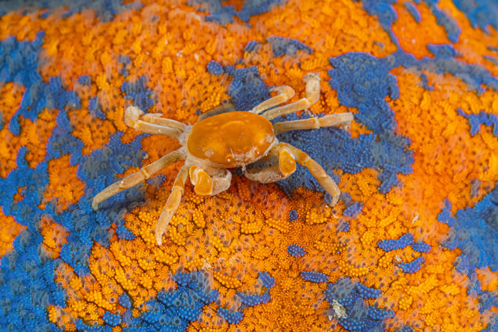 Close-up of a small crab on a vibrant orange and blue textured surface from the Ocean Photographer of the Year awards.