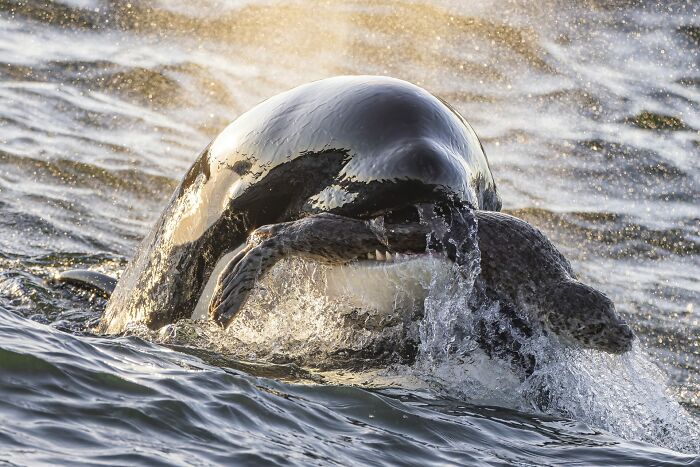 Orca emerging from ocean water with a sea turtle in its mouth in a stunning ocean photography shot.