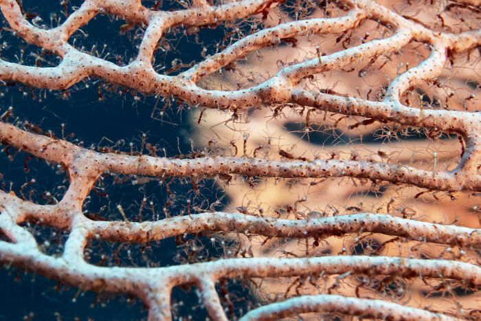 Close-up of coral branches covered with small marine creatures in stunning ocean photography from 2025 awards.