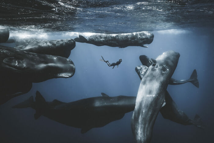 Diver swimming among large s***m whales underwater in a stunning ocean photographer of the year award image.