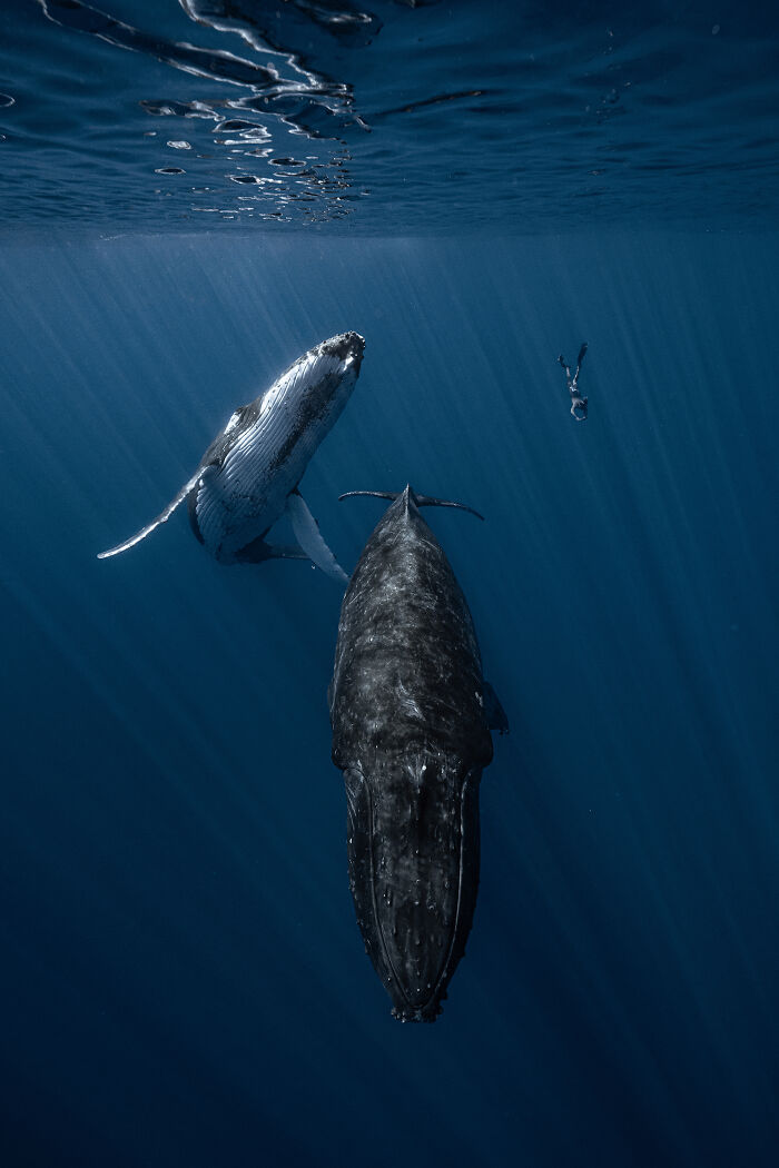 Two humpback whales swimming deep underwater near a diver in an ocean photographer of the year awards image.