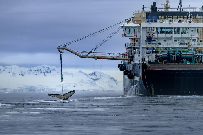 Whale tail being lifted from icy ocean near large ship with snowy mountains in background, ocean photographer of the year.