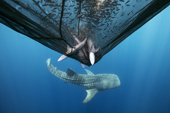 Whale shark swimming near a fishing net with trapped fish, captured in a stunning ocean photography award image.