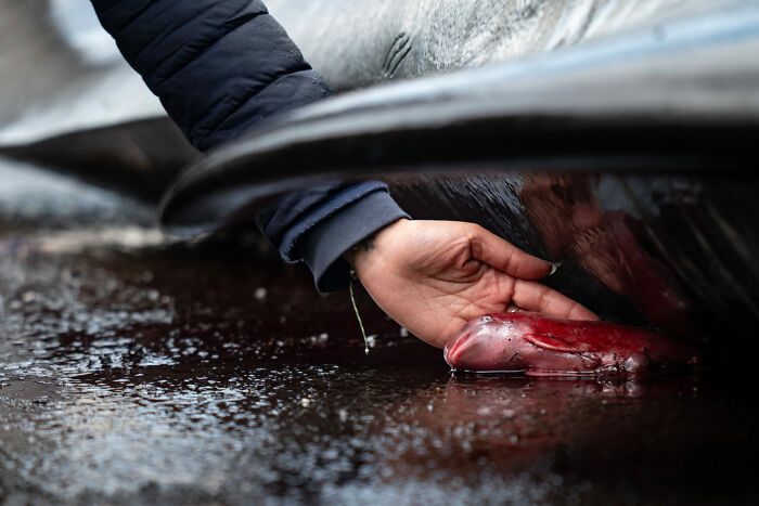 Hand touching a smooth red sea creature under a whale, featured in ocean photographer of the year awards stunning images.