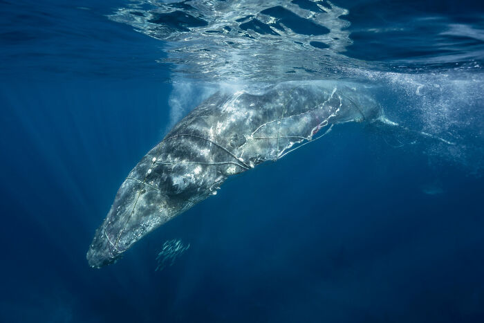 Underwater image of a whale entangled in ropes, highlighting ocean photography from the Ocean Photographer of the Year awards.