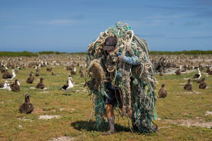 Person carrying large pile of ocean debris among seabirds in a coastal area, featuring ocean photographer of the year award imagery.