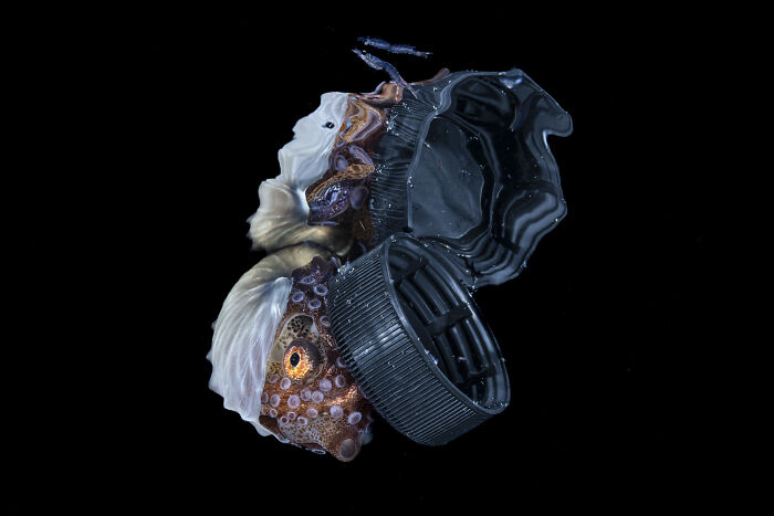 Octopus entangled with plastic bottle caps underwater showcasing ocean pollution in stunning ocean photographer of the year awards image.