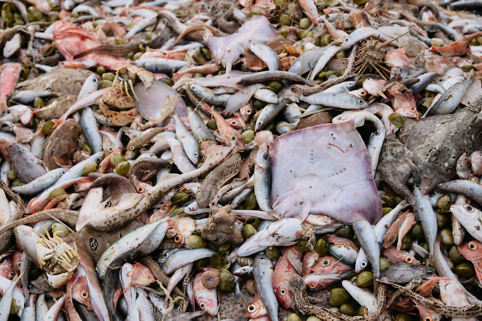 Various marine creatures including fish, rays, and crabs captured in stunning ocean photography from the 2025 awards.