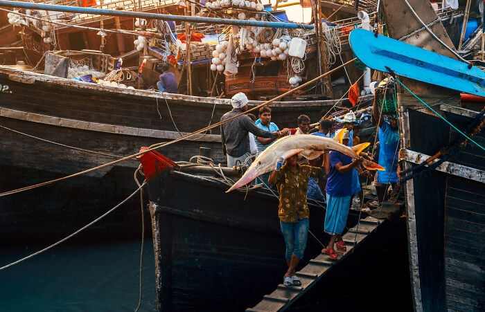 Fishermen carrying a large fish on a wooden boat dock, showcasing stunning ocean moments from photographer awards.