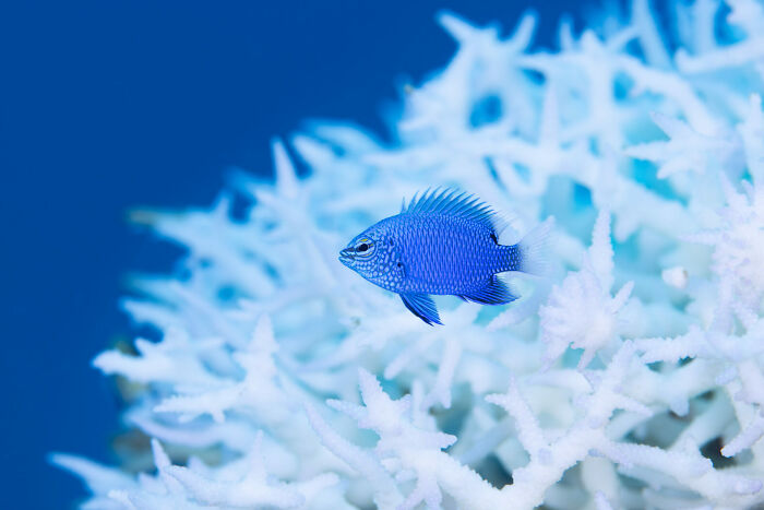 Blue fish swimming near white coral reef, underwater scene featured in Ocean Photographer of the Year Awards 2025.