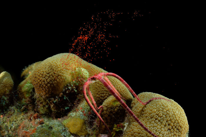 Red brittle star releasing red eggs on coral reef in a dark underwater scene from Ocean Photographer of the Year awards.