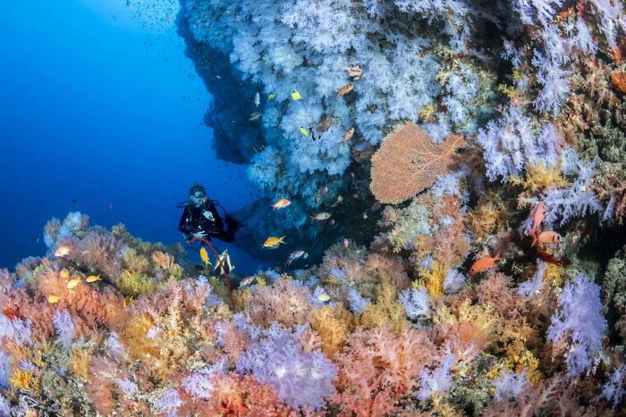 Diver exploring vibrant coral reef teeming with colorful fish in stunning ocean photography from photographer of the year awards.