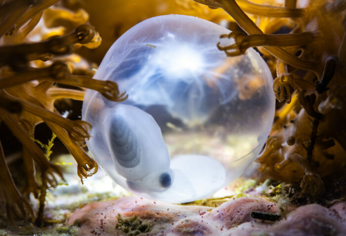 Macro shot of a translucent marine embryo surrounded by seaweed, showcasing stunning ocean photography from the 2025 awards.