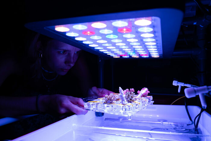 Researcher examining coral samples under LED lights in a controlled environment for ocean photographer of the year awards.