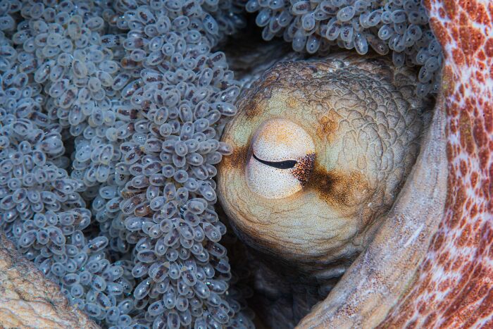 Close-up of an octopus eye surrounded by eggs captured in stunning images from the 2025 Ocean Photographer of the Year awards