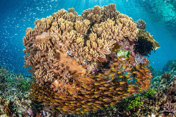 Underwater coral reef teeming with colorful fish, showcasing stunning marine life from Ocean Photographer Of The Year Awards.