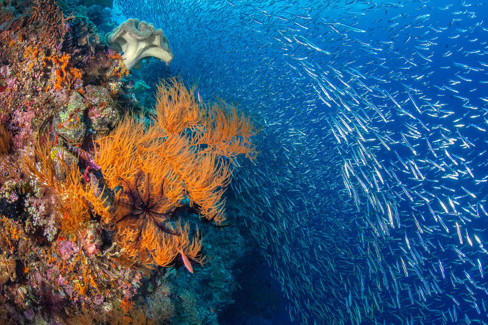 Vibrant coral reef and a swirling school of fish captured in stunning ocean photography from the Ocean Photographer of the Year awards.