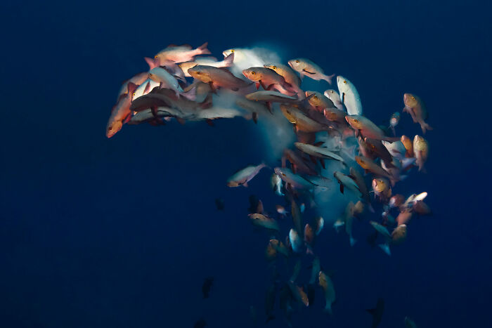 School of fish swirling in deep blue ocean captured in stunning ocean photographer of the year awards image.