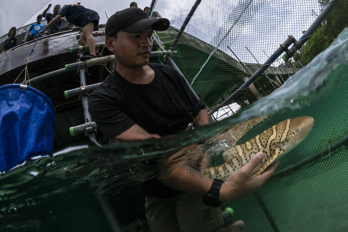 Man releasing a patterned fish underwater in a net enclosure, captured in stunning ocean photography from 2025 awards.
