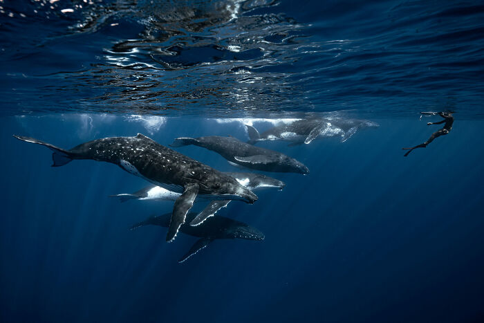 Underwater scene with a diver swimming near a group of whales showcasing stunning ocean photographer images.