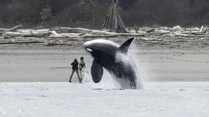 Orca whale breaching near shore as photographers capture stunning images in the 2025 Ocean Photographer of the Year Awards.