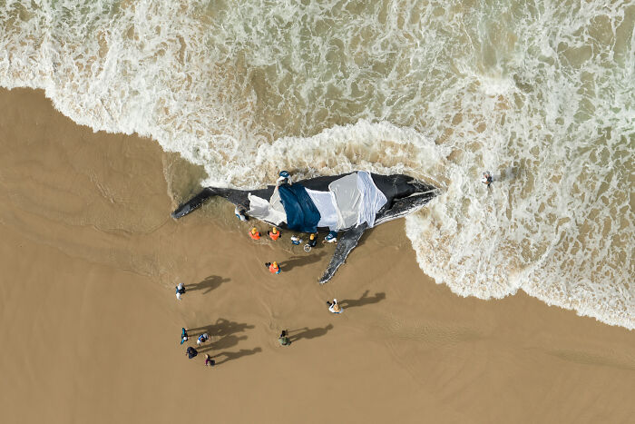 Aerial view of a stranded whale on the beach with people around, captured for Ocean Photographer of the Year awards.