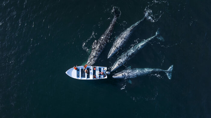 Aerial view of a small boat surrounded by four gray whales swimming in the ocean, ocean photographer of the year award image.