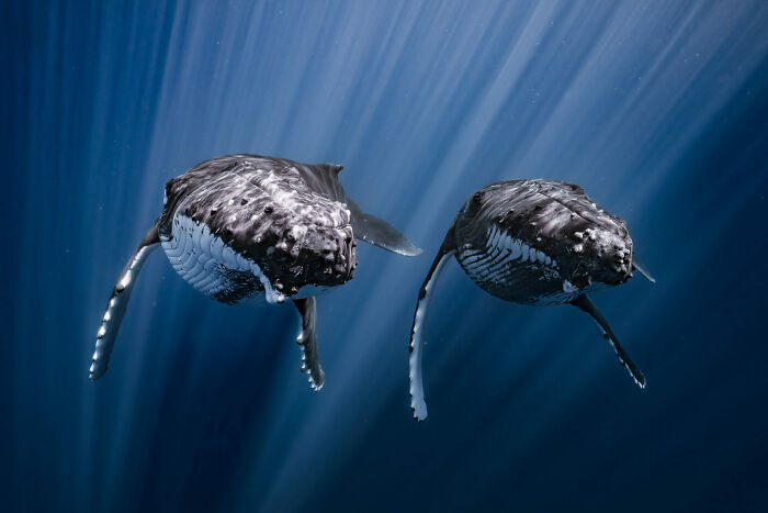 Two humpback whales swimming underwater with sun rays filtering through in an ocean photographer of the year image.