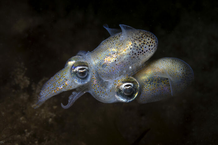 Close-up of a bioluminescent squid underwater showcasing vibrant colors in stunning ocean photographer of the year images.