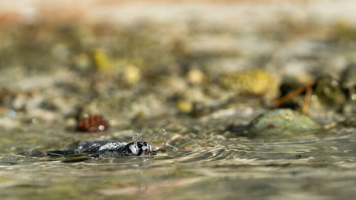 Close-up of a small marine creature splashing in shallow water, featured in Ocean Photographer of the Year Awards 2025.