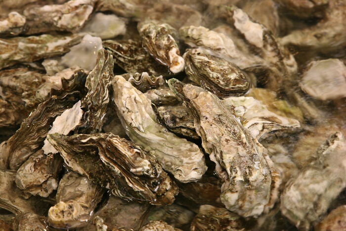 Close-up of oysters underwater illustrating odd and funny names for groups of animals that sound like a joke.