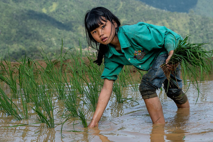 Young girl planting rice in a muddy field, showcasing the beauty of cultures in diverse countries through photography.