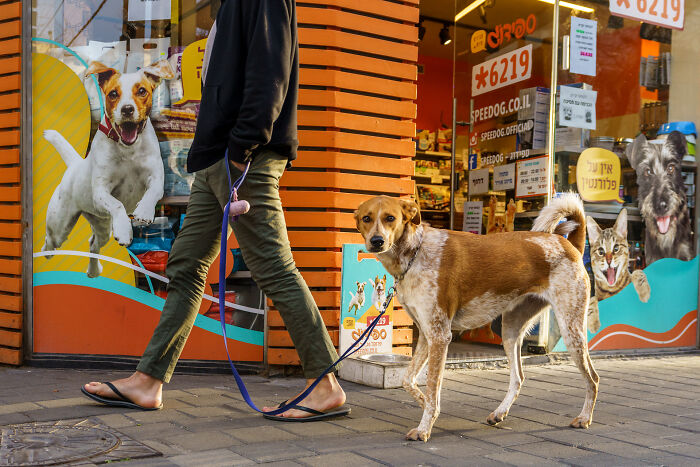 Person walking a dog on leash in front of a pet store, capturing the beauty of cultures through travel photography.