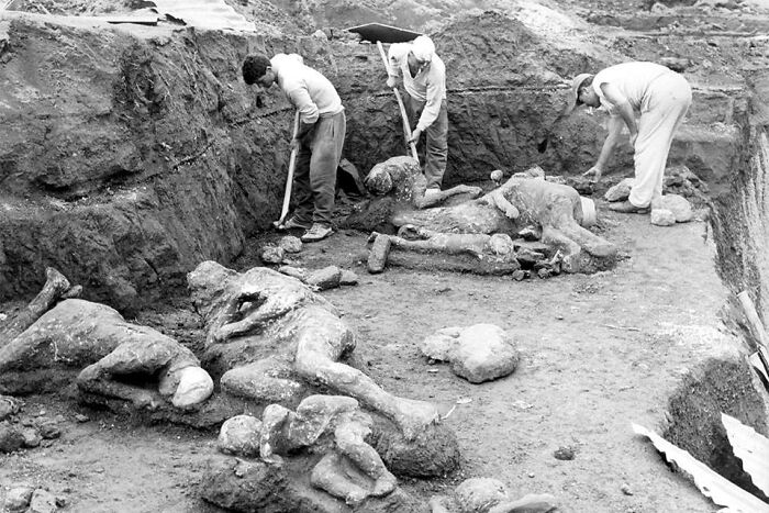 Archaeologists excavating plaster cast victims from the 79 AD Mount Vesuvius eruption in a historical photo.