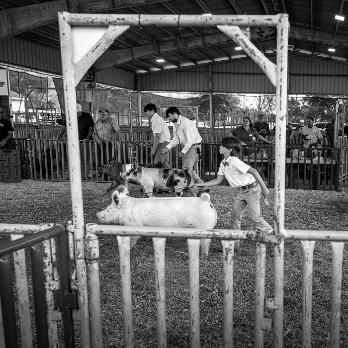 Boys guiding pigs in a rustic barn setting, showcasing striking photographs capturing the hidden poetry of everyday life.