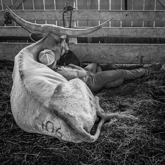 Black and white photograph of a person lying close to a resting longhorn, capturing the hidden poetry of everyday life.