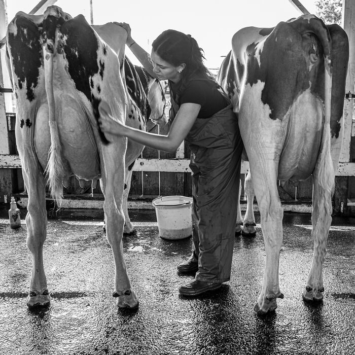 Woman caring for cows in a barn, capturing the hidden poetry of everyday life in a striking black and white photograph.