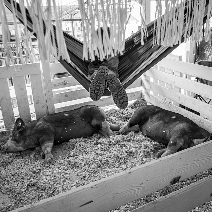 Black and white photograph showing a person relaxing in a hammock above two pigs resting in a wooden pen, capturing everyday life.