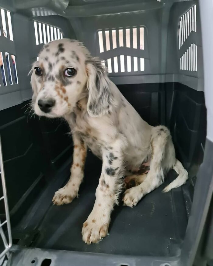 Spotted puppy inside a kennel at Serbia’s largest shelter cared for by a small team rescuing abandoned animals. Spotted puppy inside a kennel at Serbia’s largest shelter cared for by a small team rescuing abandoned animals.